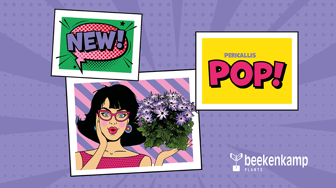Pericallis POP
