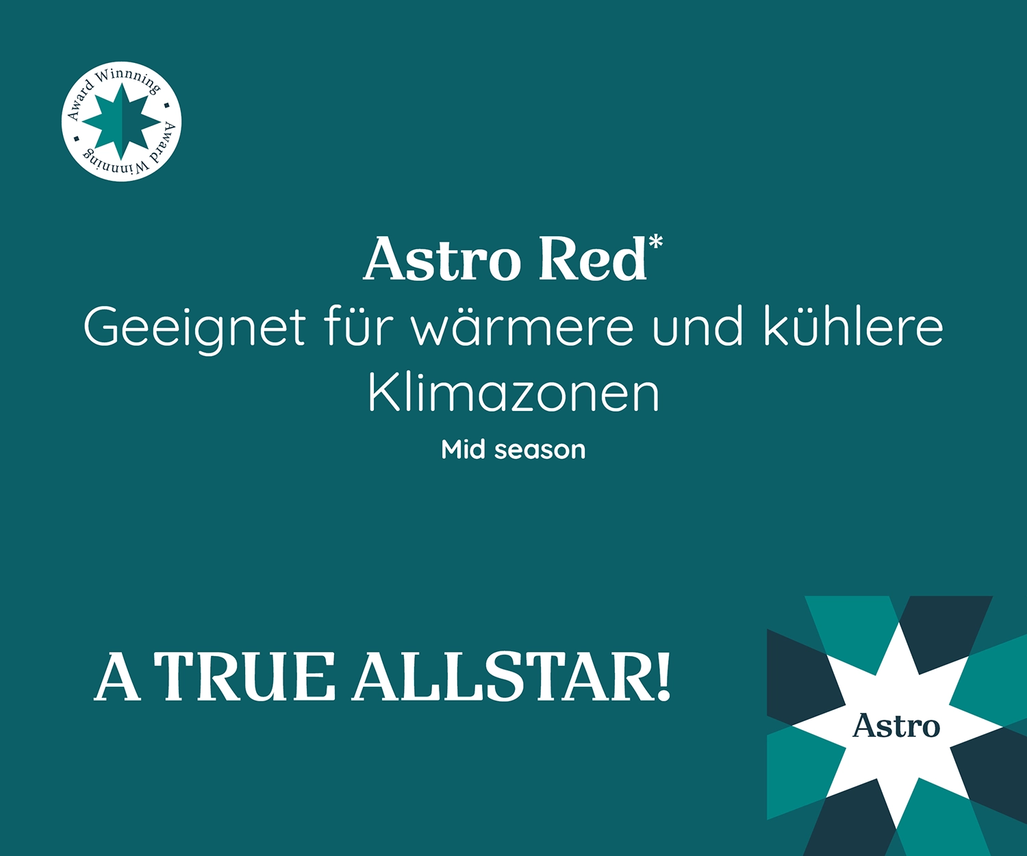 Promotionsgrafik der Poinsettia Astro Red mit Auszeichnung. Geeignet für warme und kühle Klimazonen. Mittlere Saison. Label: 'A TRUE ALLSTAR!
