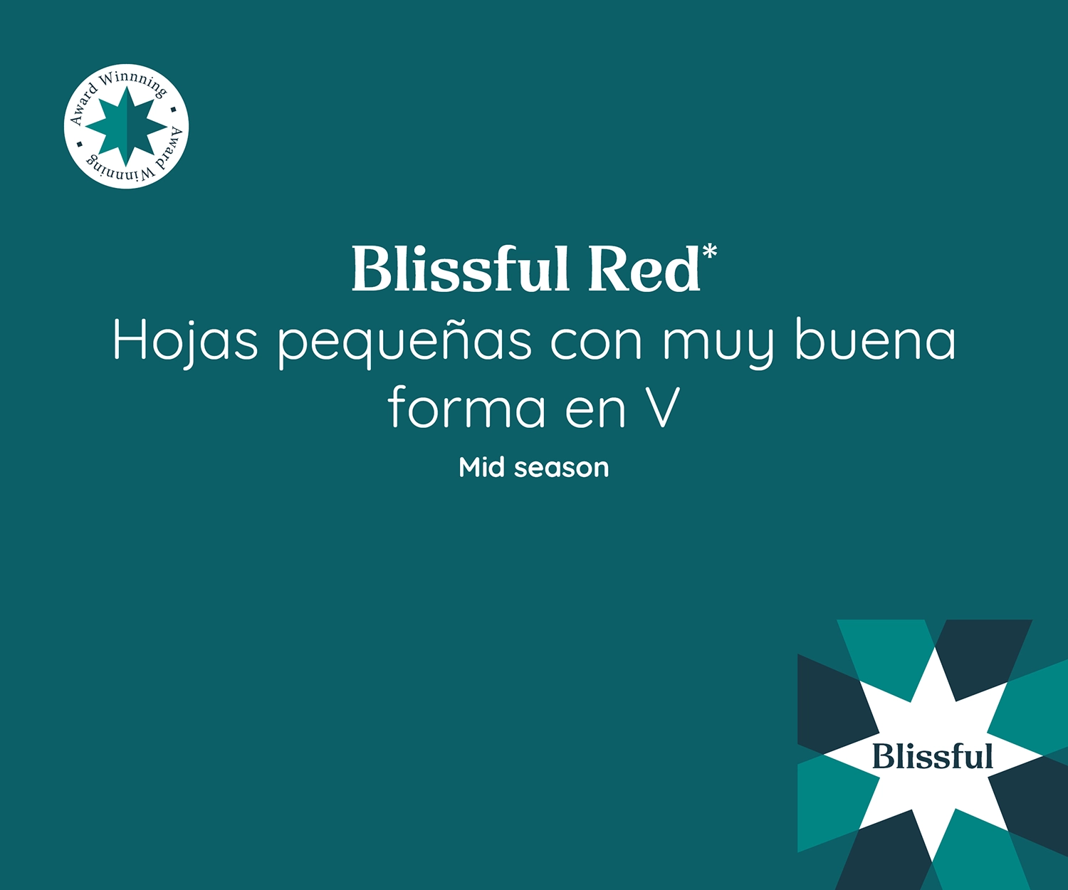 Imagen promocional de Poinsettia Blissful Red con hojas pequeñas y una excelente forma en V. Temporada media.