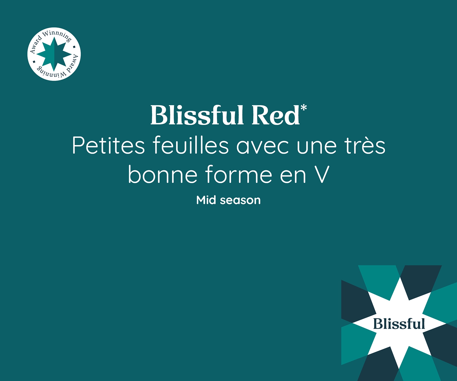Visuel promotionnel du Poinsettia Blissful Red avec de petites feuilles en forme de V très marquée. Mi-saison.