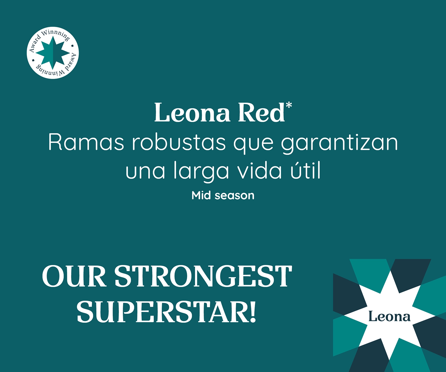 Imagen promocional de Poinsettia Leona Red con ramas fuertes para una larga duración. Temporada media. Etiqueta: '¡NUESTRA SUPERSTAR MÁS FUERTE!