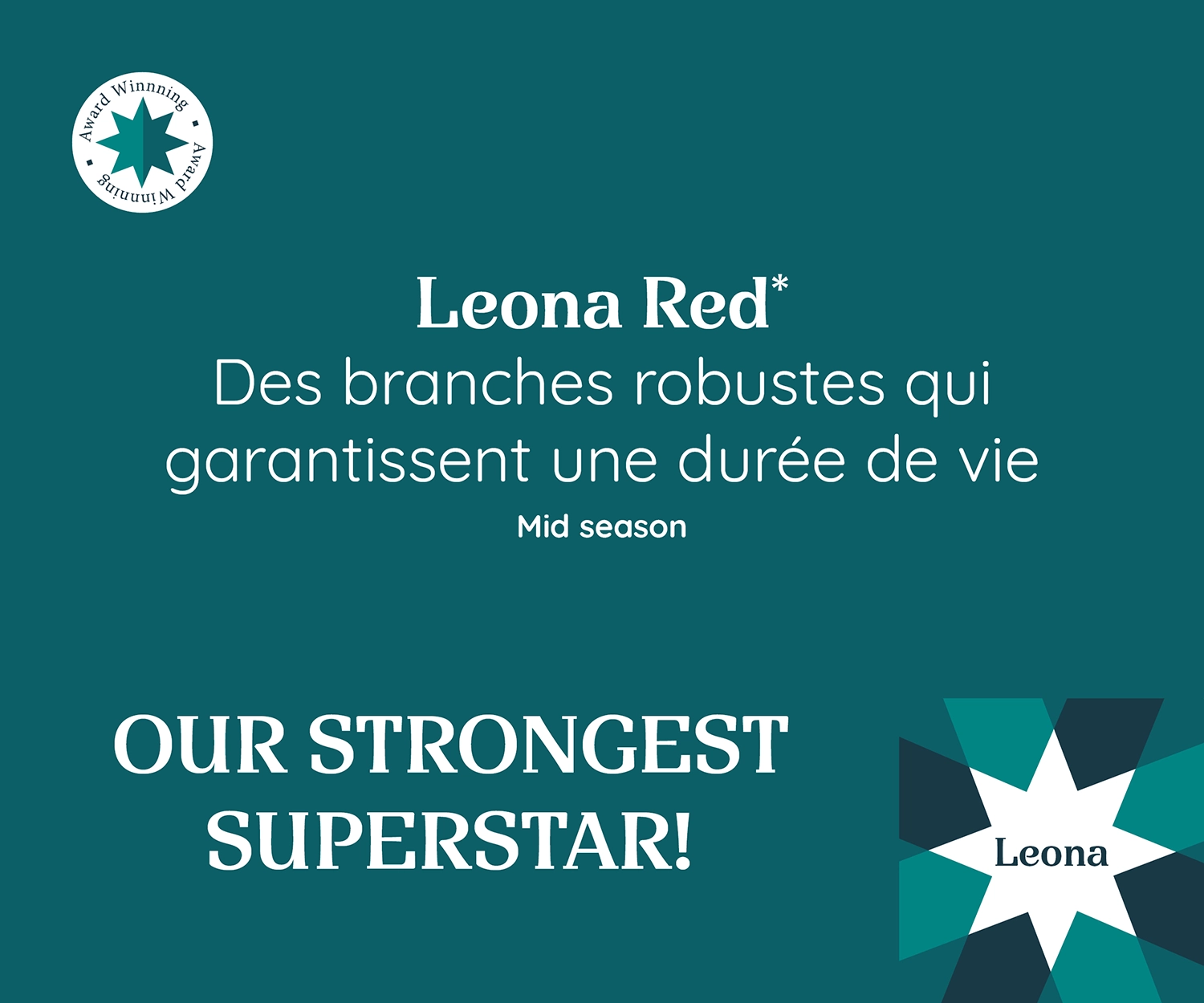 Visuel promotionnel du Poinsettia Leona Red avec des branches robustes pour une longue durée de vie. Mi-saison. Mention : 'OUR STRONGEST SUPERSTAR!'