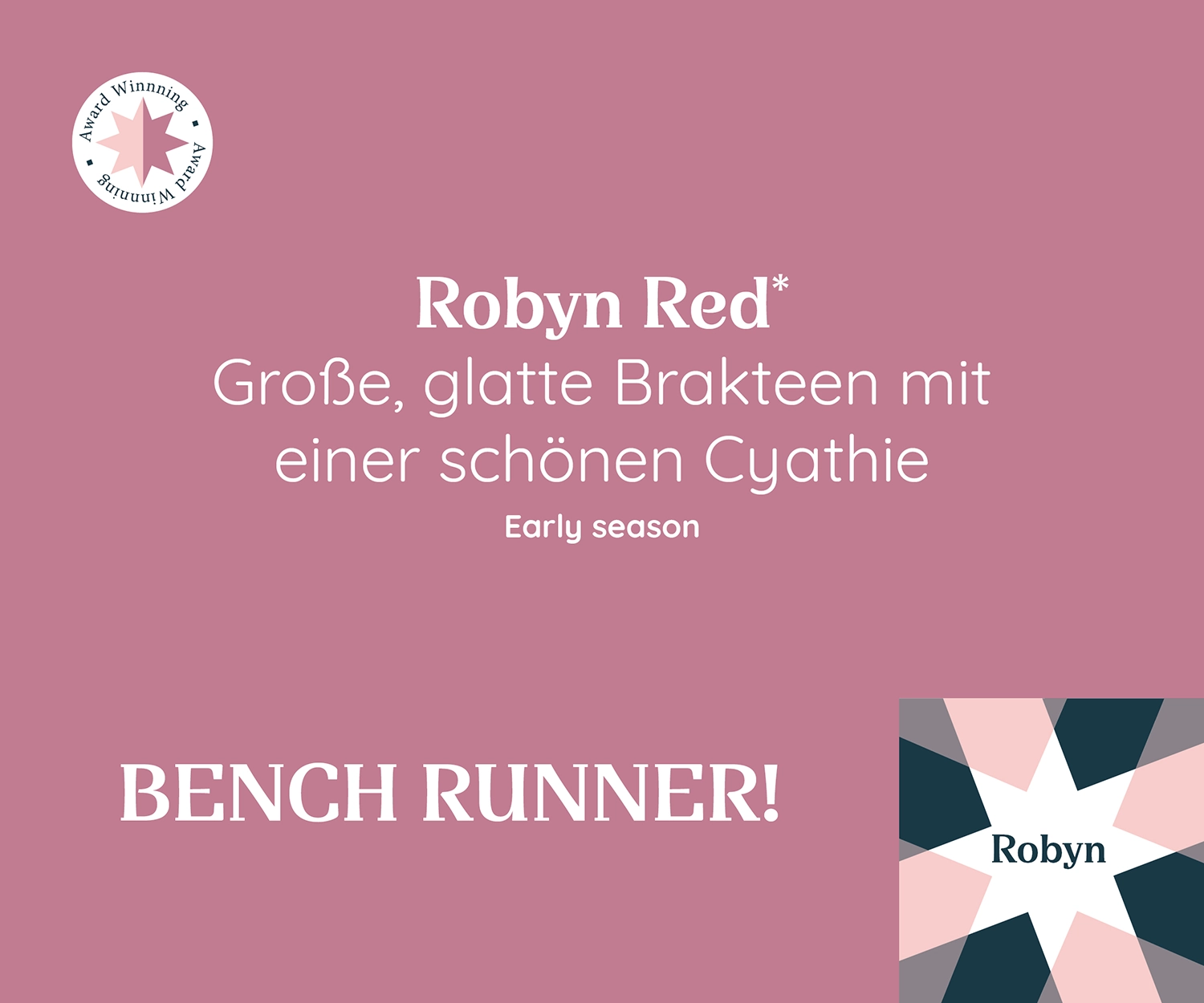 Promotionsgrafik der Poinsettia Robyn Red mit Auszeichnung. Große, glatte Brakteen mit schöner Cyathie. Frühe Saison. Label: 'BENCH RUNNER!