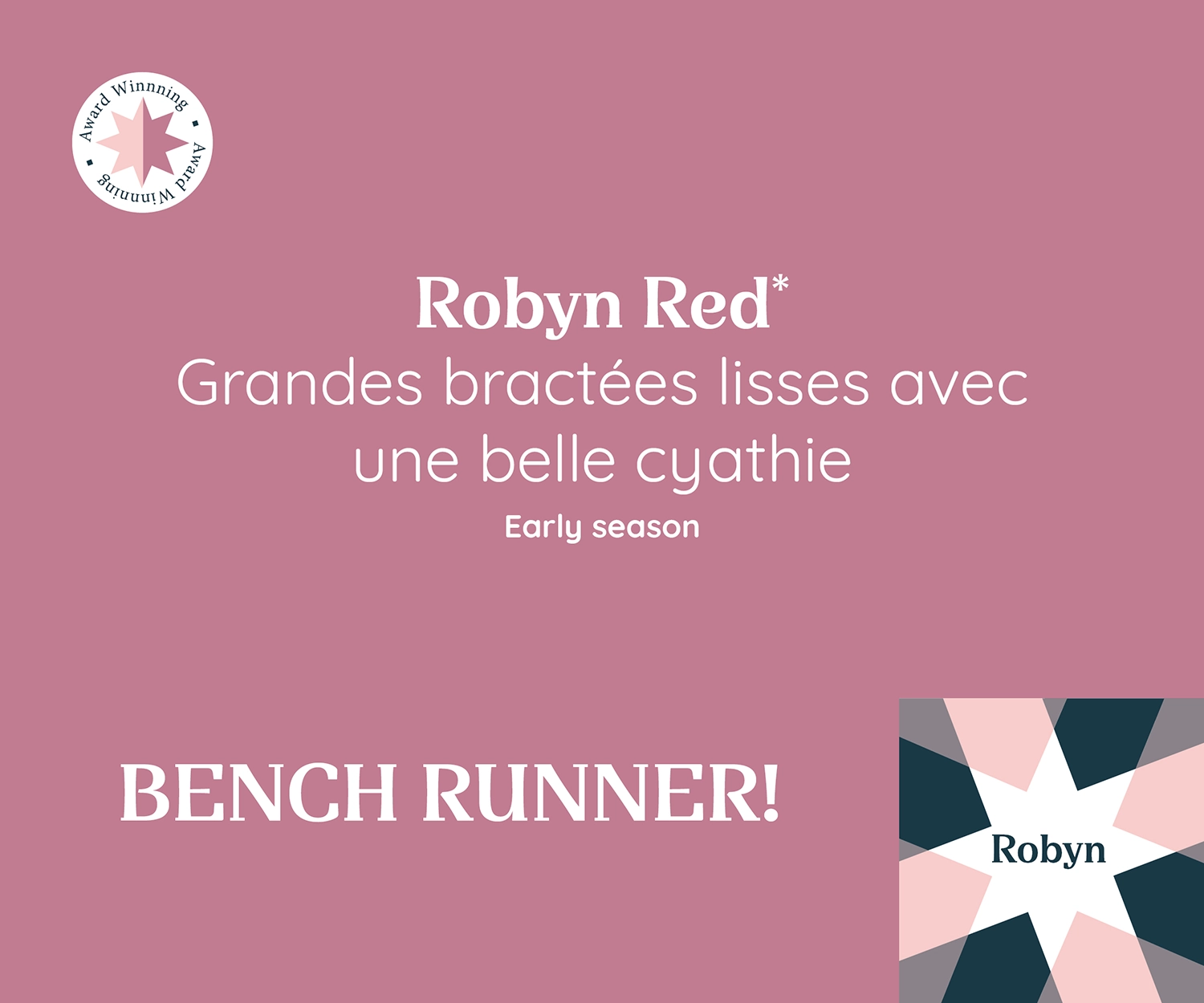 Visuel promotionnel du Poinsettia Robyn Red avec de grandes bractées lisses et de belles cyathies. Début de saison. Mention : 'BENCH RUNNER!'