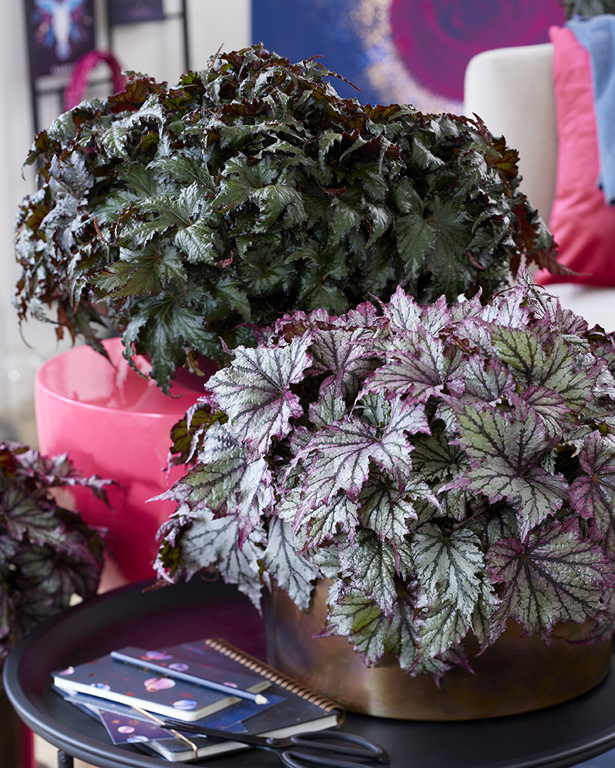 09-Begonia-Avior-Begonia-Maia