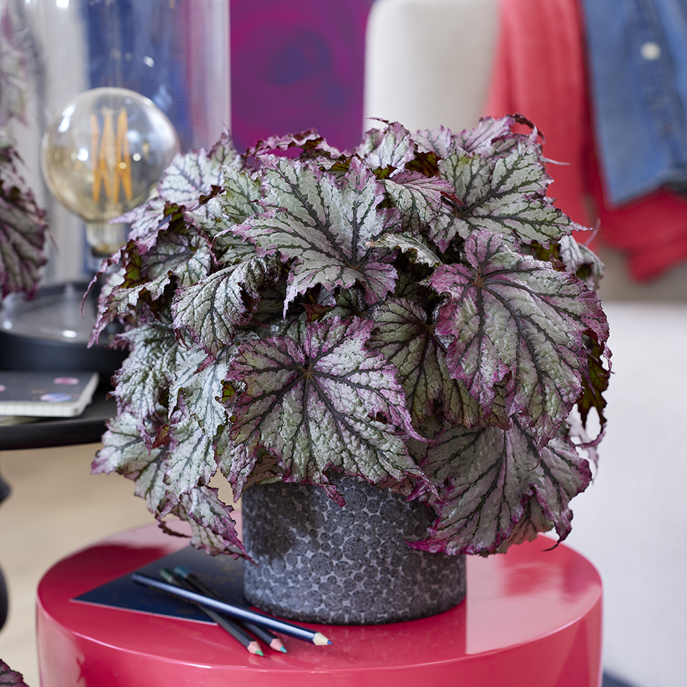 Begonia Libra