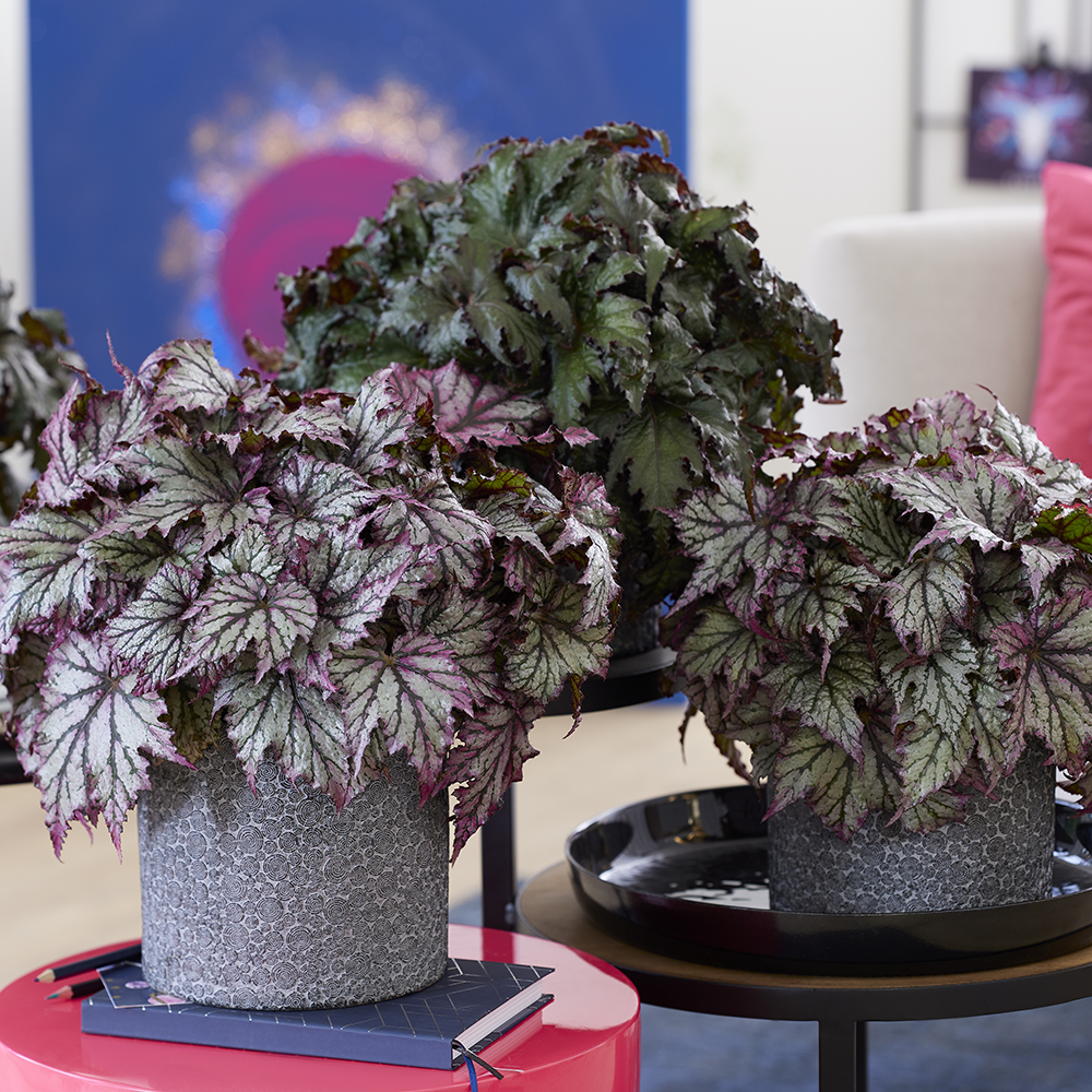 Begonia Taurus, Begonia Libra