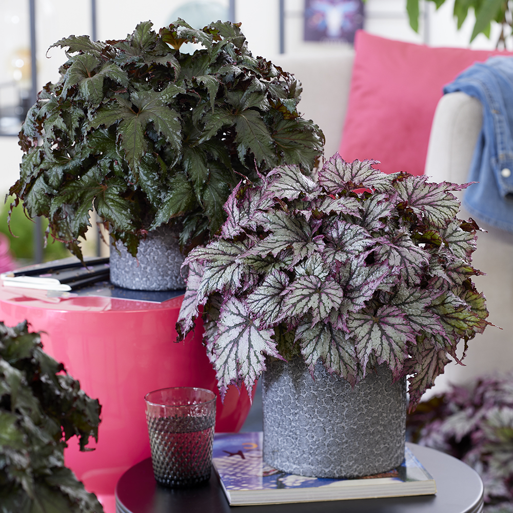 Begonia Taurus, Begonia Libra