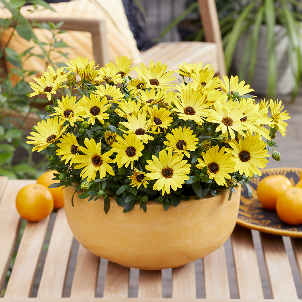 Osteospermum Sunny Glory Osteospermum Sunny Glory