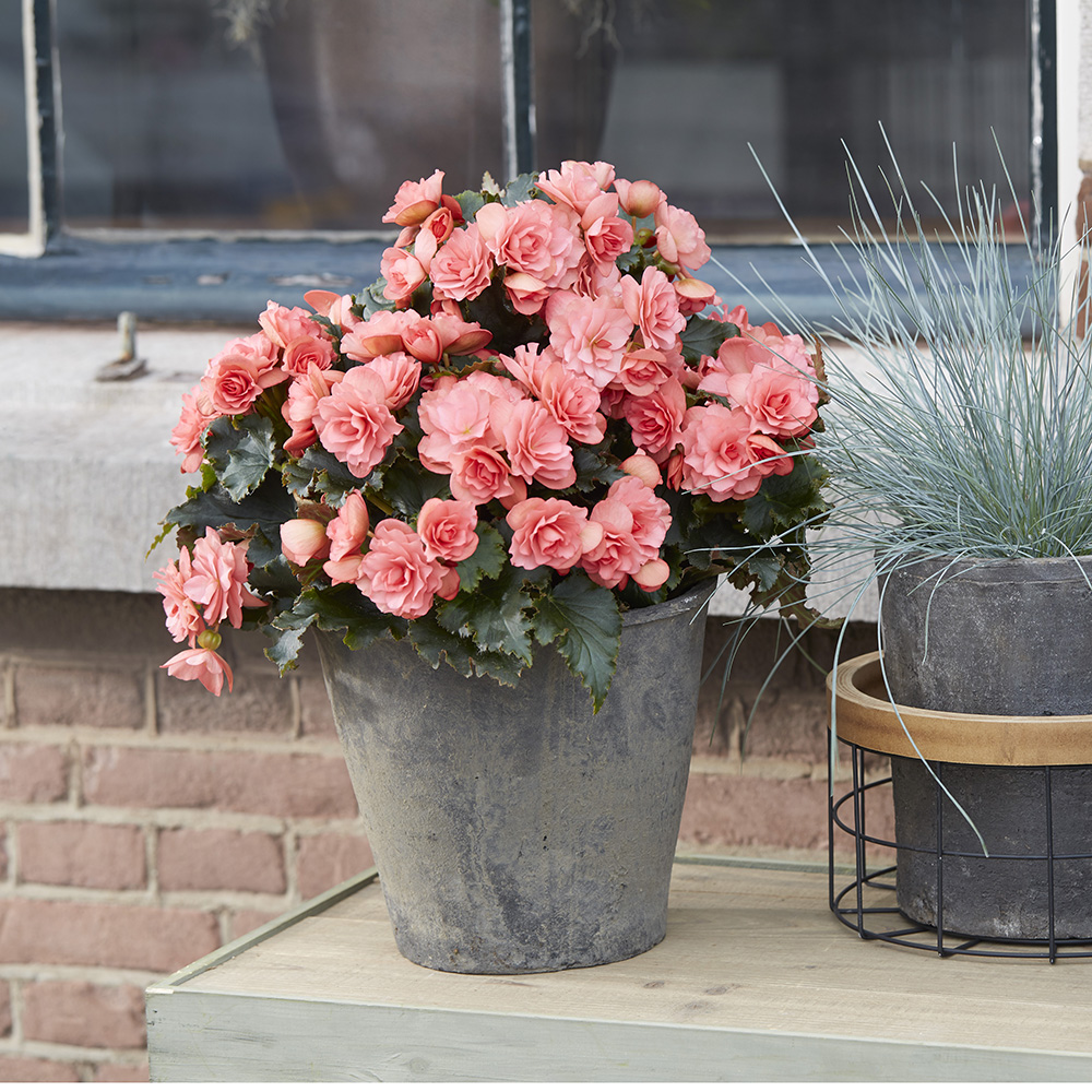 Chloe Coral Pink