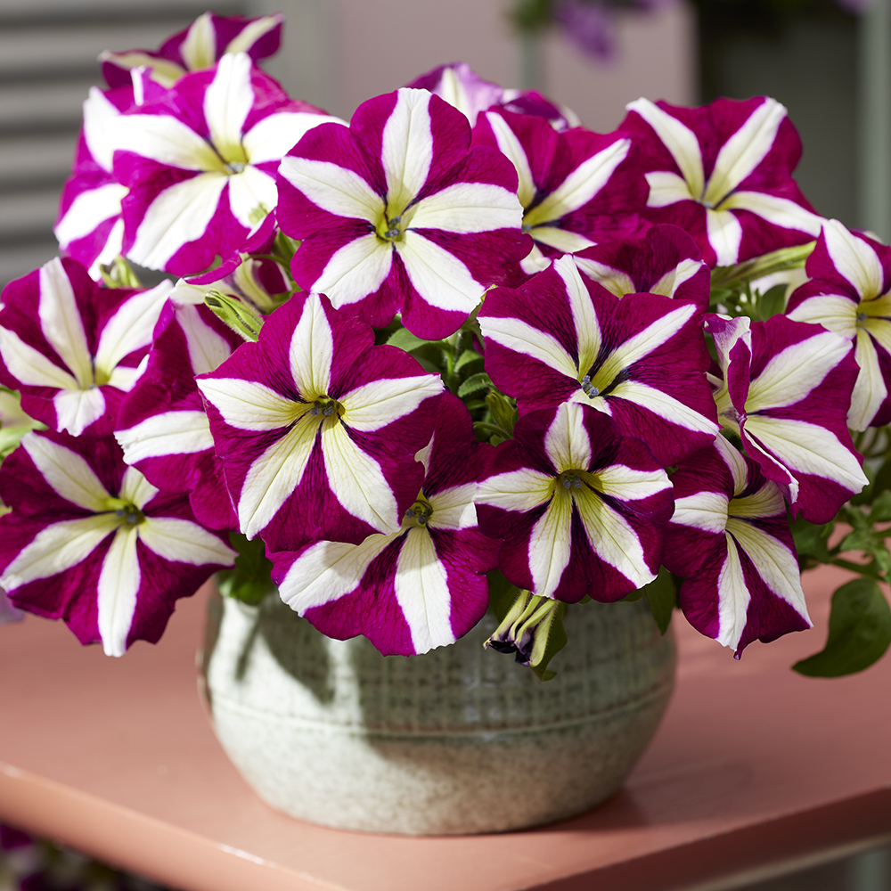 Petunia Tea Violet Bicolor