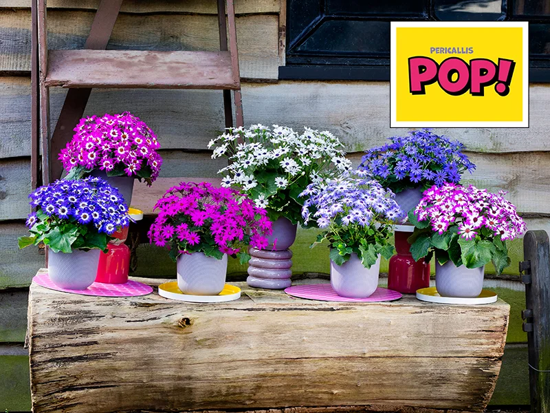 pericallis-pop-beekenkamp-ornamentals Zes potten Pericallis POP in diverse kleuren op houten ondergrond.