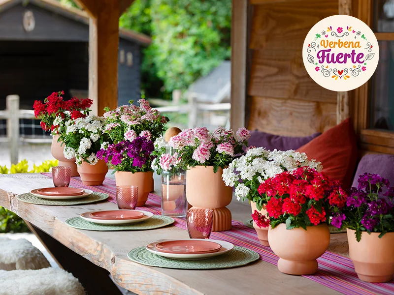 verbena-fuerte-beekenkamp-ornamentals Buiten eettafel met kleurrijke Verbena Fuerte in potten, omringd door servies en tuinsetting.