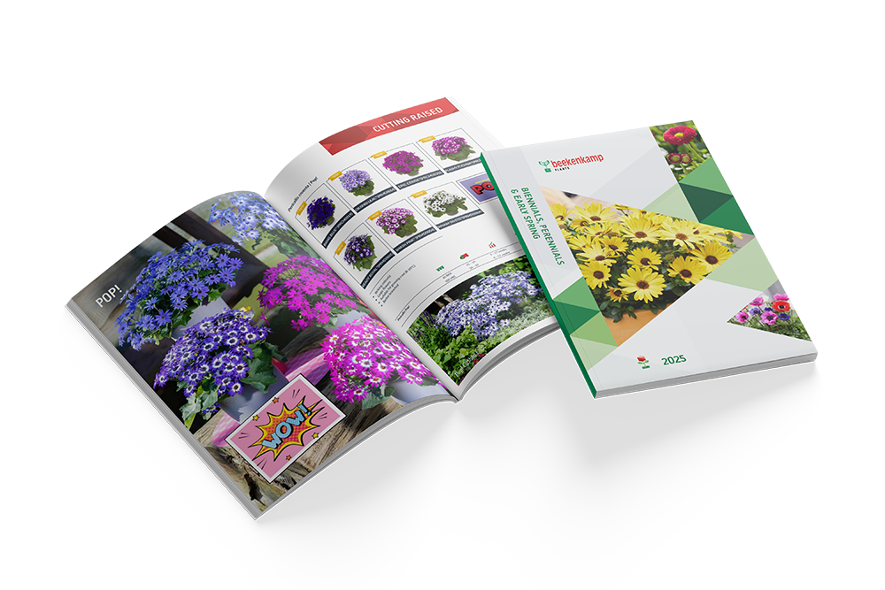 Biennials catalogus