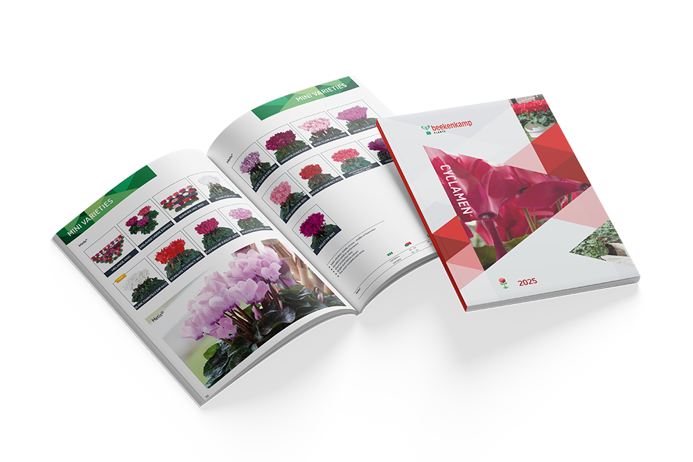 Cyclamen catalogus