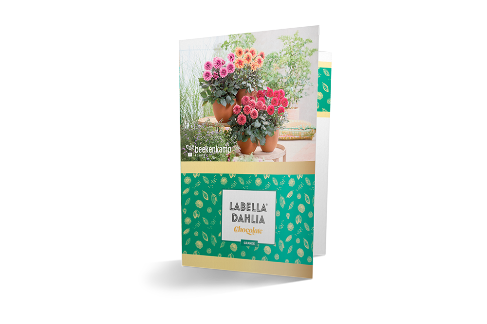 LaBella Dahlia Chocolate