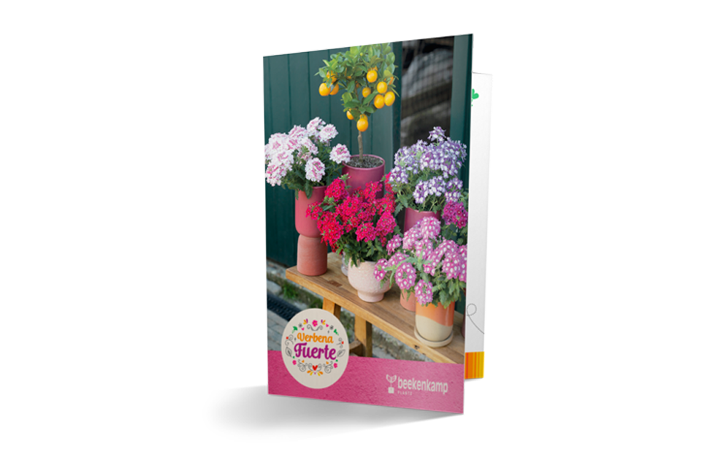 Verbena Fuerte folder