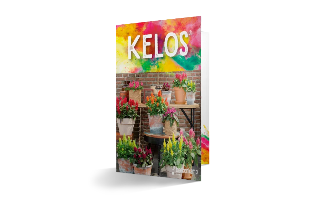 Brochure met het Celosia Kelos assortiment.