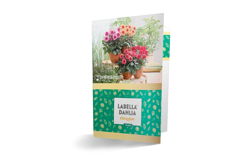 Brochure met het LaBella Dahlia Chocolate assortiment.