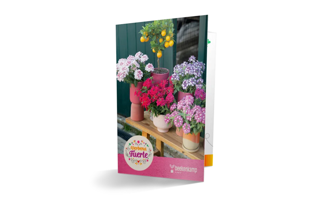Brochure met het Verbena Fuerte assortiment.