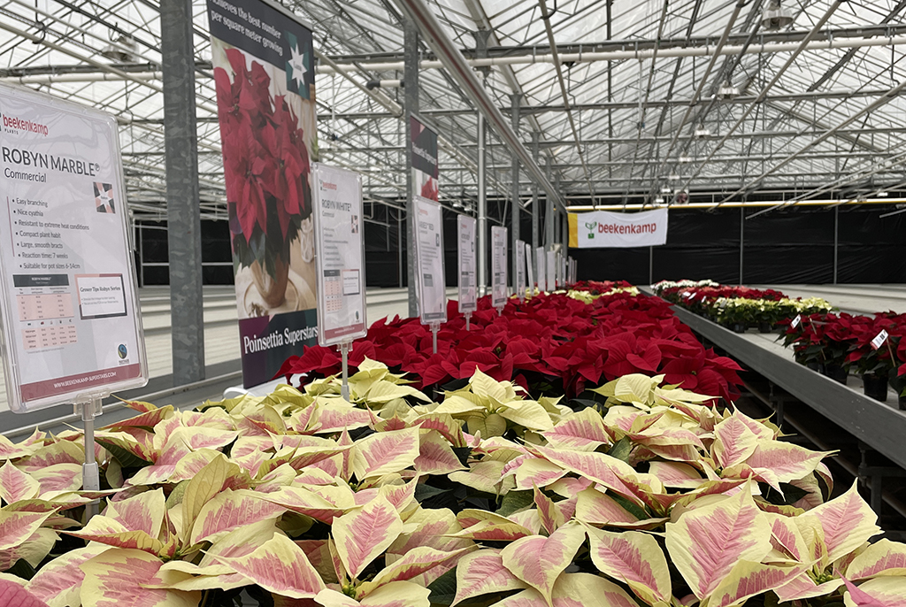 Poinsettia Trials