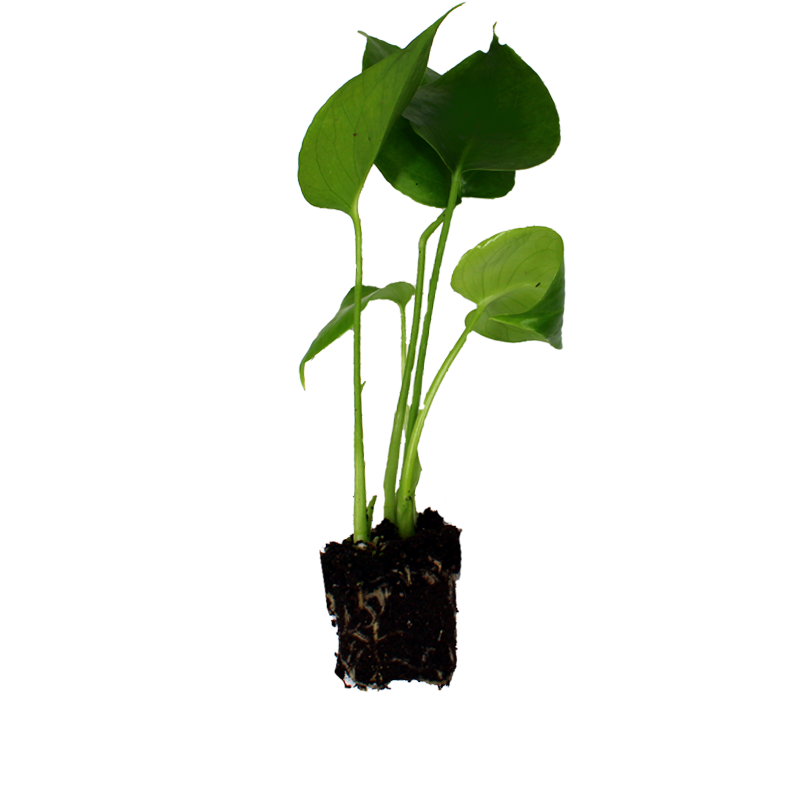 Stek - Monstera