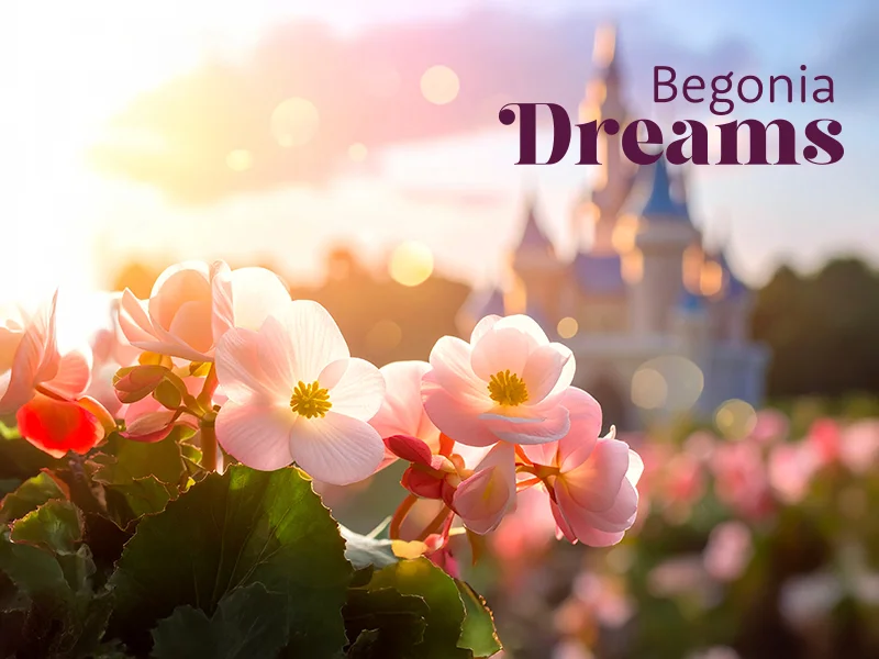 begonia-dreams-met-logo