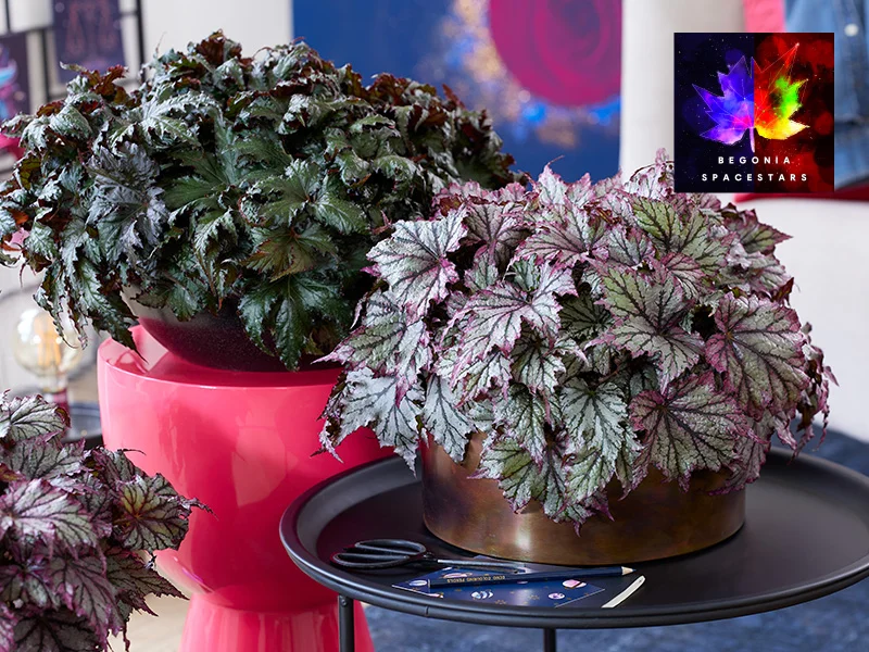 begonia-spacestars-met-logo Begonia Spacestars serie van Beekenkamp Ornamentals