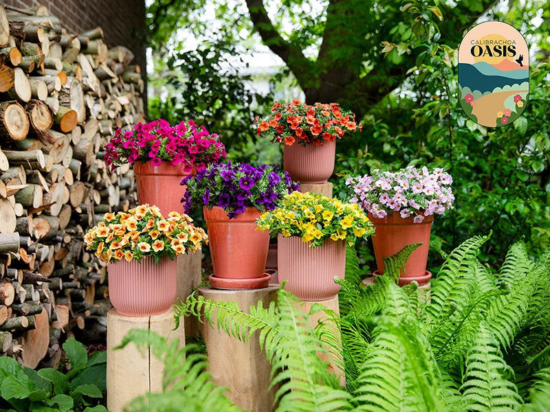 calibrachoa-oasis-beekenkamp-ornamentals Zes potten Calibrachoa Oasis in diverse kleuren op houten stammen in de tuin.