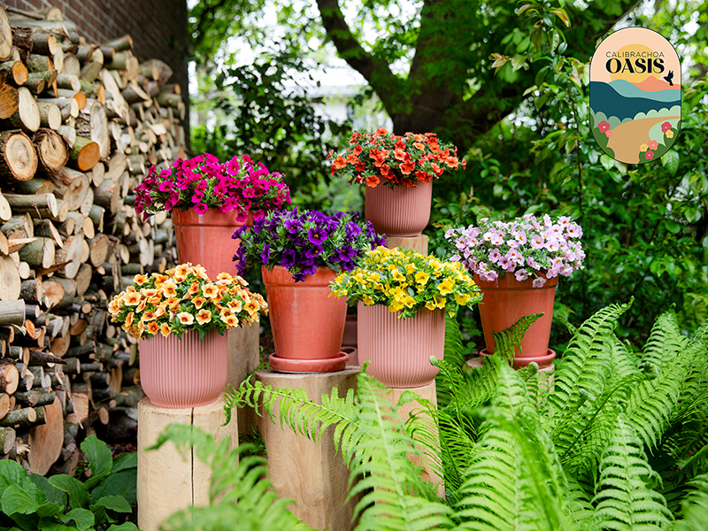 Calibrachoa Oasis is een eenjarige bloeiende potplant van Beekenkamp Plants Ornamentals