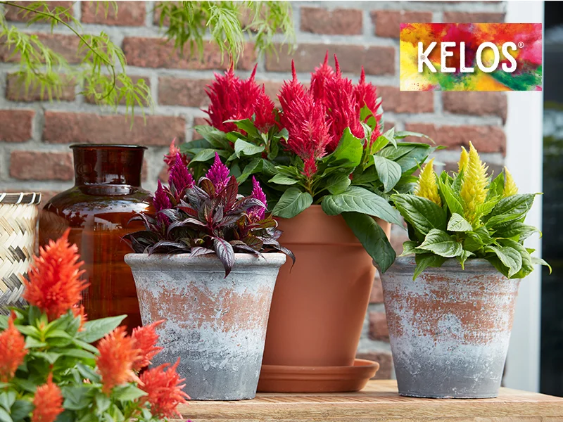 celosia-kelos-met-logo