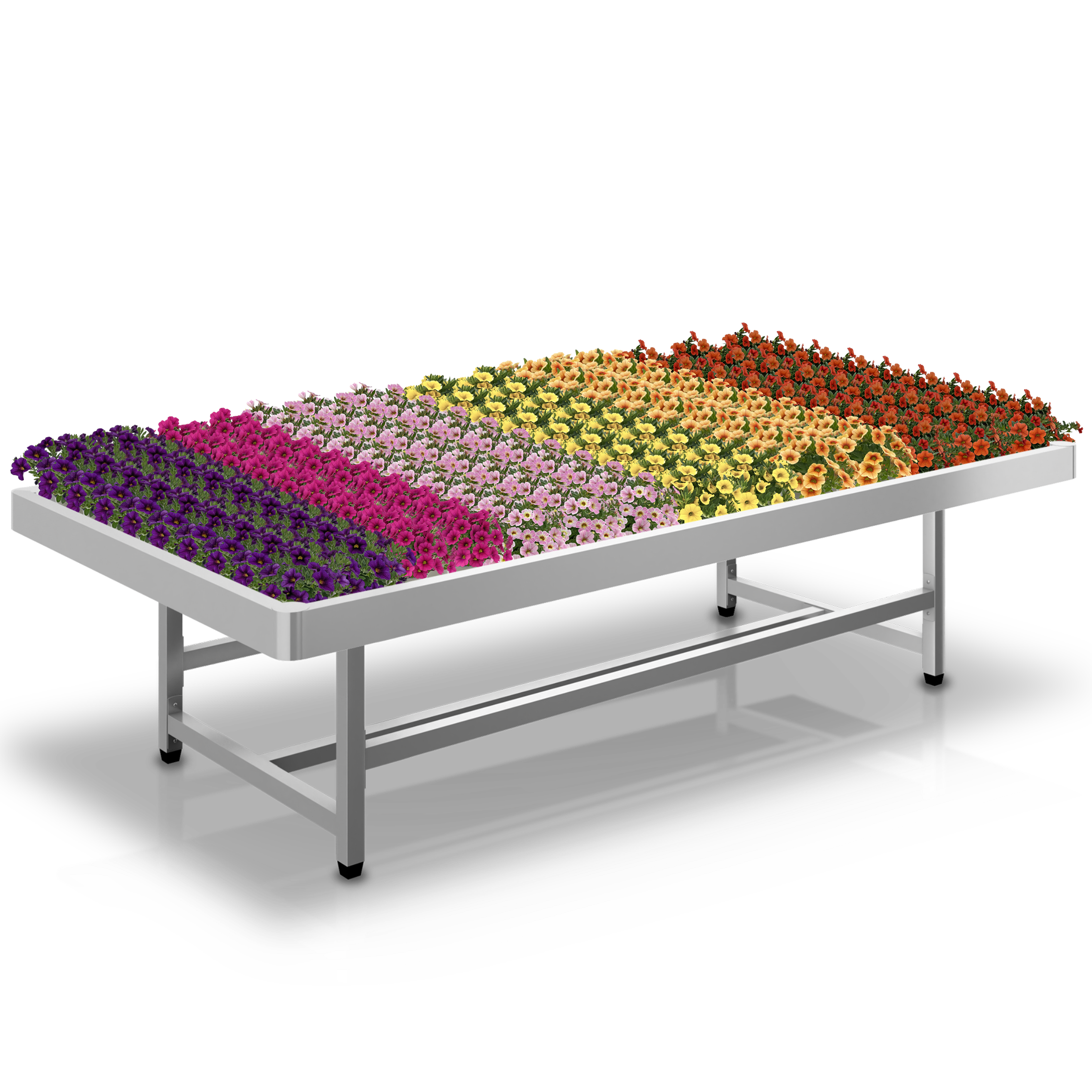 Tuincentrumtafel - Calibrachoa Oasis
