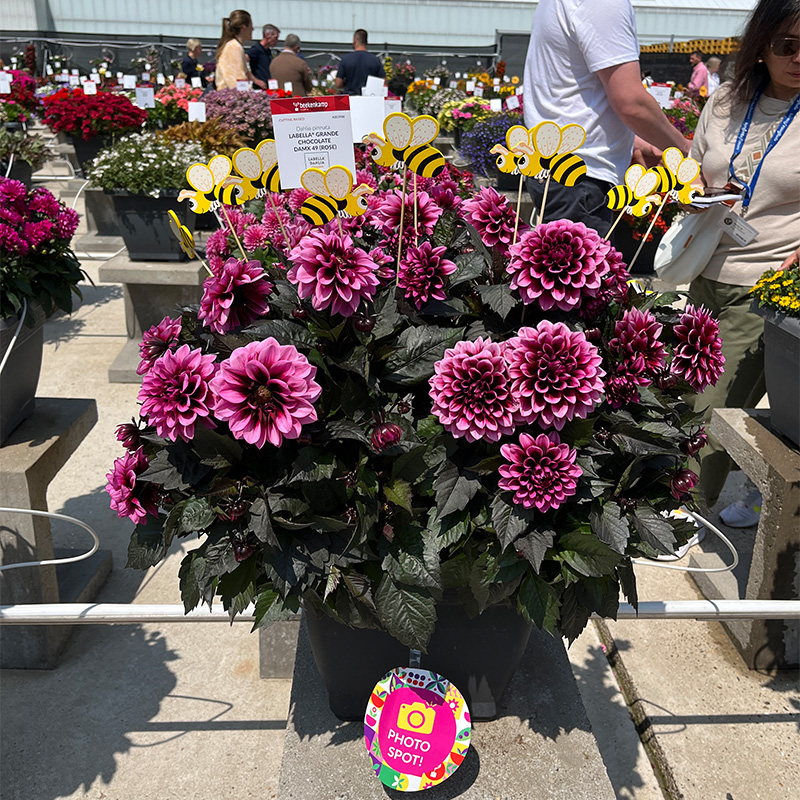 LaBella Dahlia Grande Chocolate Rose prijswinnaar