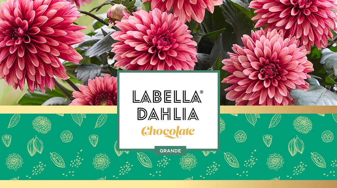 Introductie LaBella Dahlia Chocolate