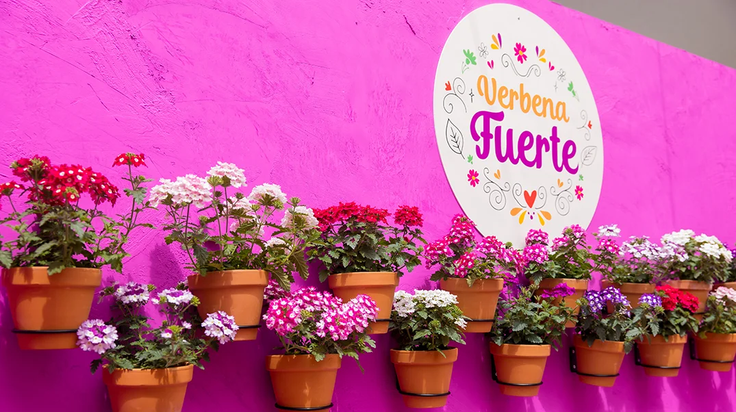 Verbena Fuerte Introductie Verbena Fuerte