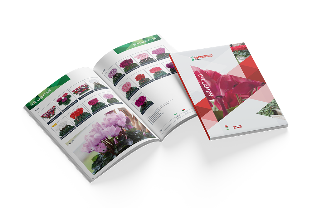 Cyclamen Catalog 2025 – Beekenkamp Plants Ornamentals