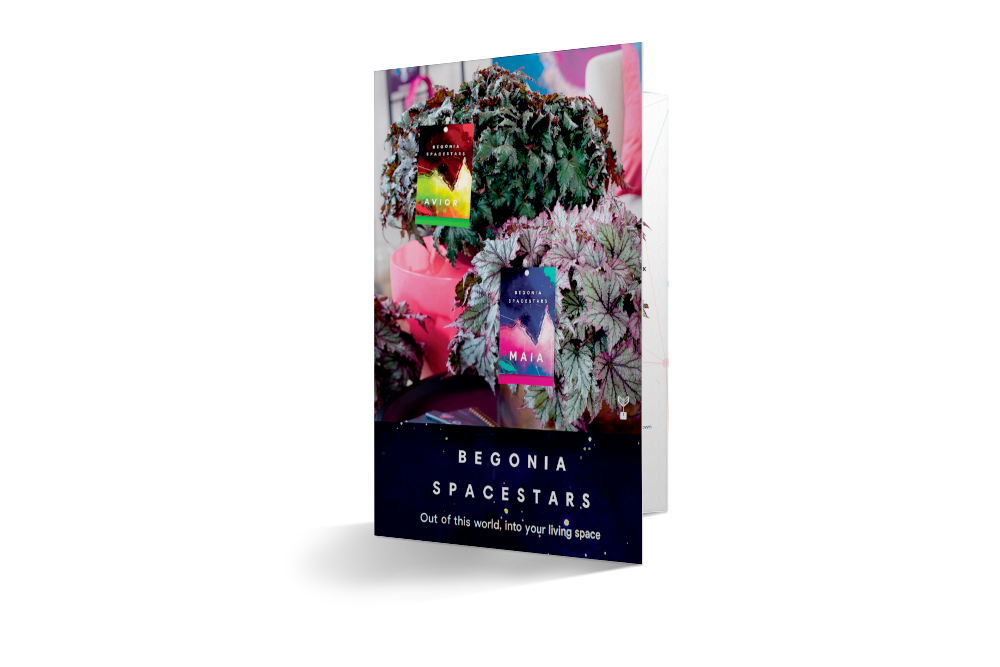 Leaflet Begonia Spacestars – Beekenkamp Plants Ornamentals