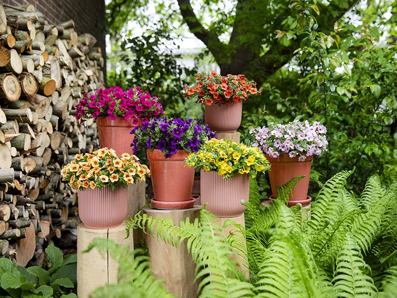 Potten met kleurrijke Calibrachoa's op houten standaards in tuin met houtstapel en groen.