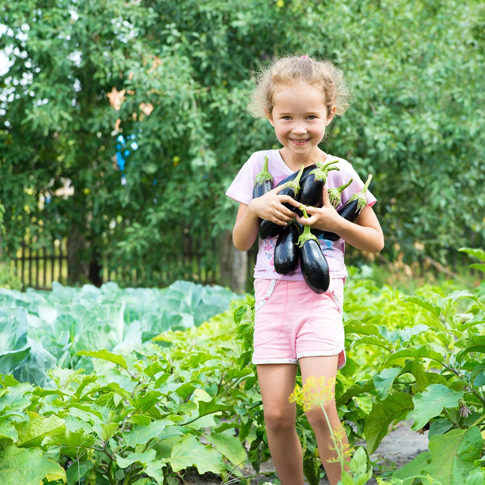 Klein meisje houdt heel veel aubergines tegelijk vast in groene tuin.