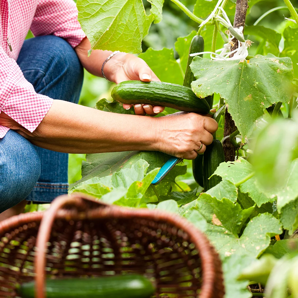 Persoon oogst een courgette in een moestuin.