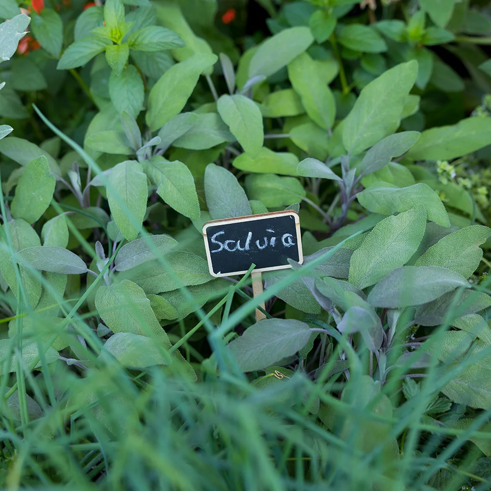 Salvia plant in een groene tuin, gemarkeerd met een bordje met de naam Salvia.