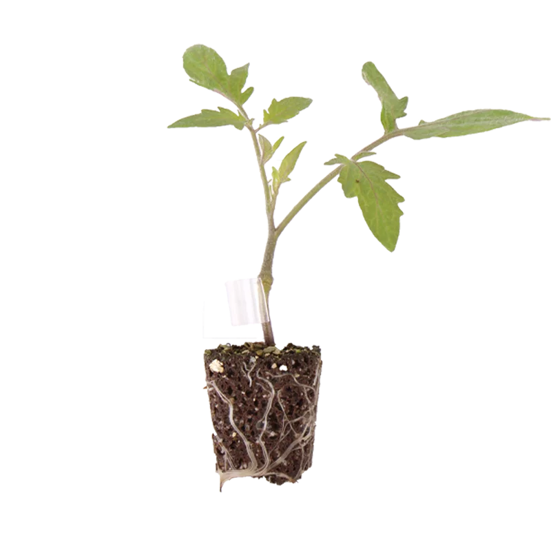 Jonge tomaten plant uit het assortiment van Beekenkamp Ornamentals