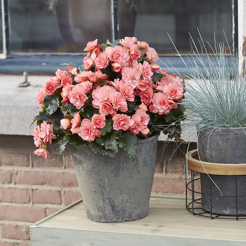 begonia-dreams-bk-collection-chloe-coral-pink Grijze pot met roze begonia's op houten ondergrond en voor bakstenen muur.