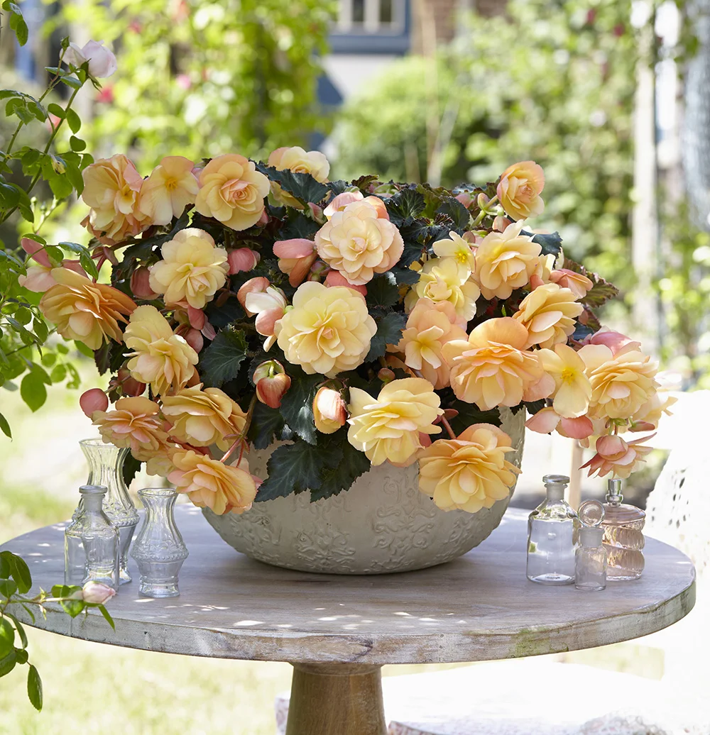 begonia-dreams-fragrant-falls-peach Schaal met bloeiende perzikkleurige begonia's op een tafel in de tuin.