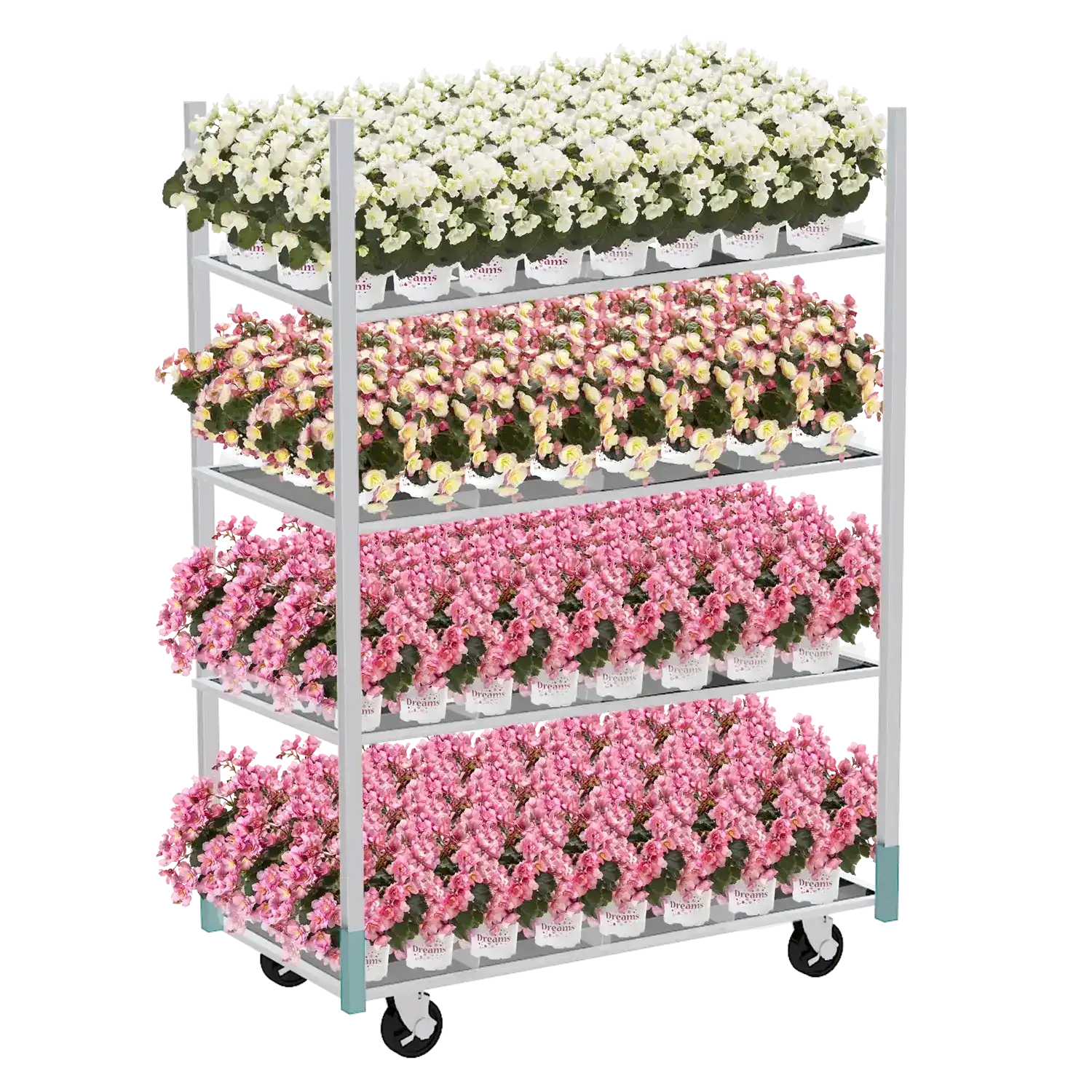 Deense kar met vier lagen gevuld met bloeiende begonia's in verschillende kleuren.