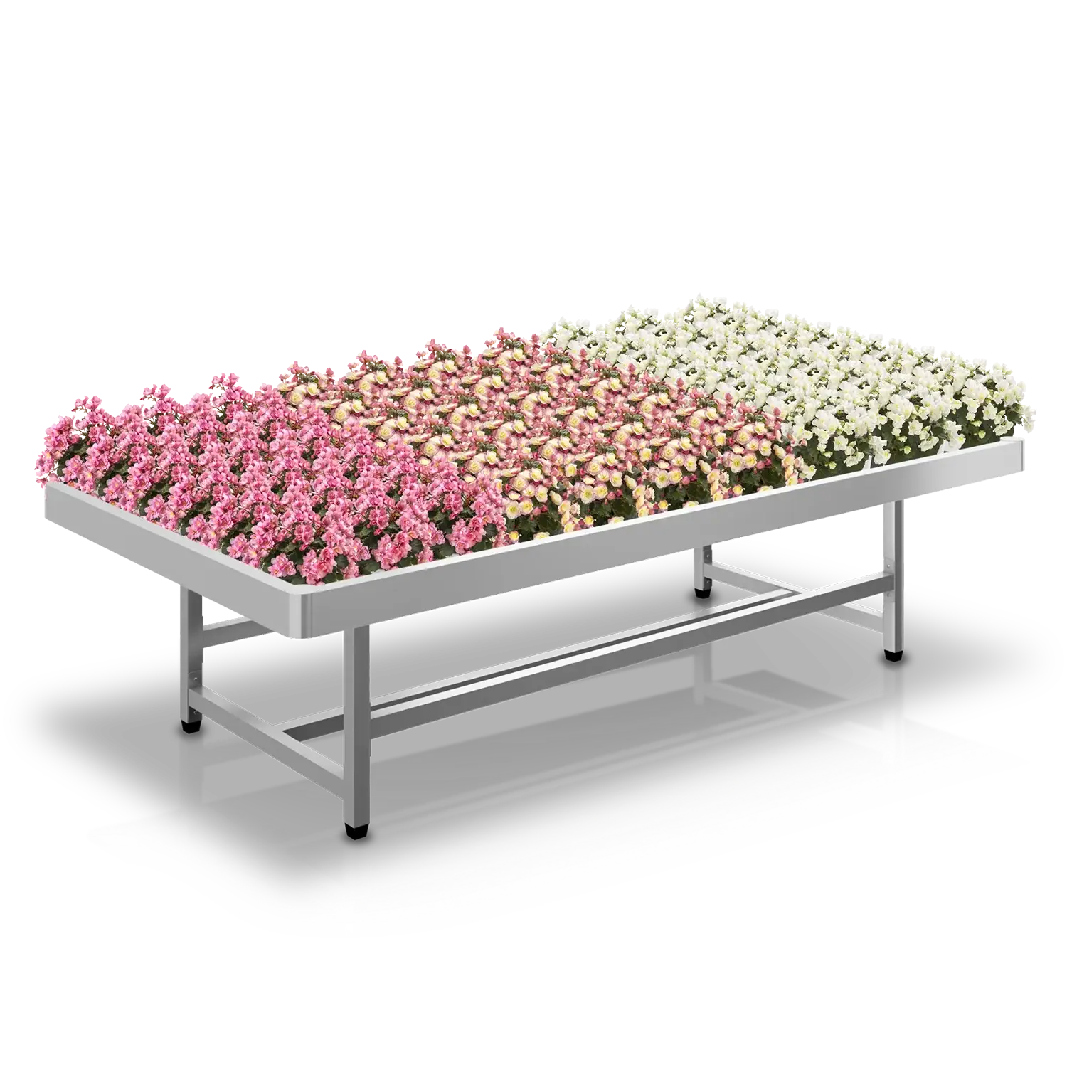 Tuincentrumtafel met rijen bloeiende begonia's in verschillende kleuren.