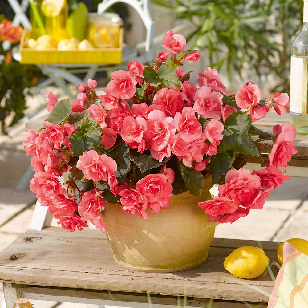 begonia-dreams-solenia-light-pink Pot met roze begonia's op houten tafel met citroenen en limonade in zomerse tuinsetting.