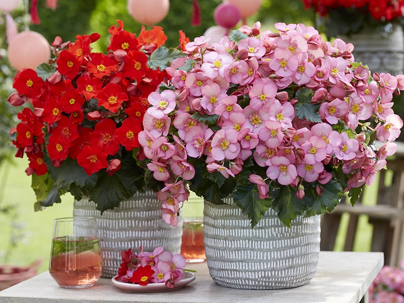 Twee sierpotten met rode en lichtroze begonia's op tafel met roze limonade in tuinsetting.