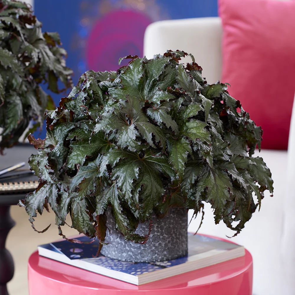 begonia-spacestars-avior Bladbegonia Avior met donkergroen blad in pot op stapel boeken in woonkamer.