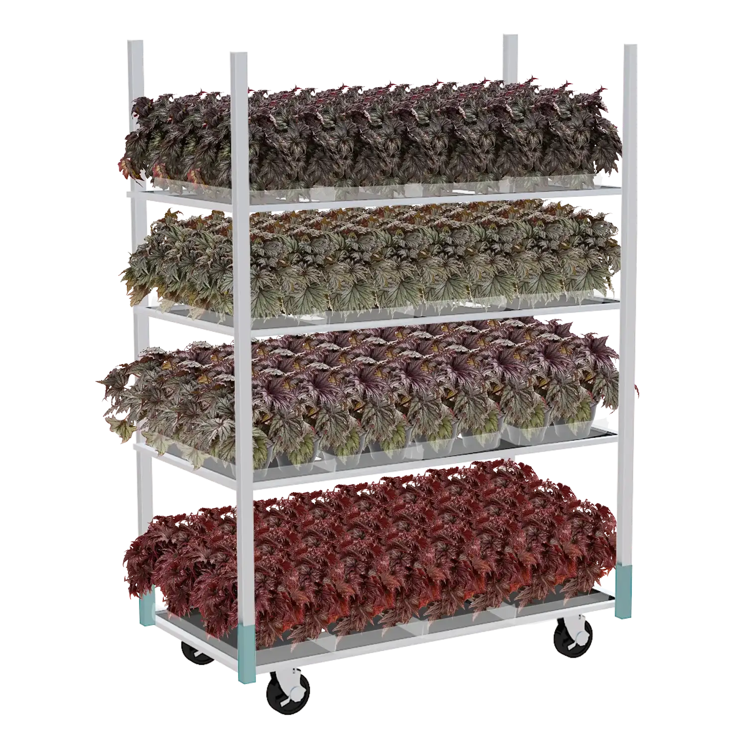 Deense kar met vier lagen gevuld met bladbegonia's in verschillende kleuren.